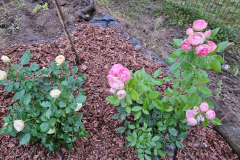 IMG-20250906-WA0016
