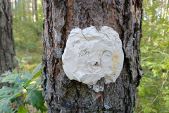 IMG-20250926-WA0006