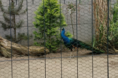 IMG-20250624-WA0020